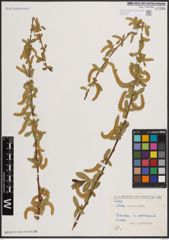 Foto von Salix excelsa S. G. Gmel.